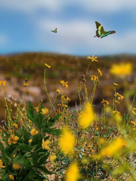 Kinesiología: Equilibrio Integral a través del Test Muscular